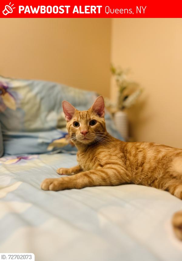 Lost Male Cat last seen 104-32 88thave Richmond Hill, Queens, NY 11418