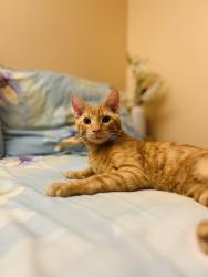 Lost Male Cat last seen 104-32 88thave Richmond Hill, Queens, NY 11418