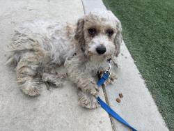 Found/Stray Female Dog last seen Whitnall highway and Cahuenga Blvd, Los Angeles, CA 91601