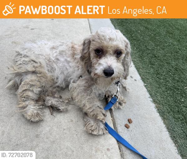 Found/Stray Female Dog last seen Whitnall highway and Cahuenga Blvd, Los Angeles, CA 91601