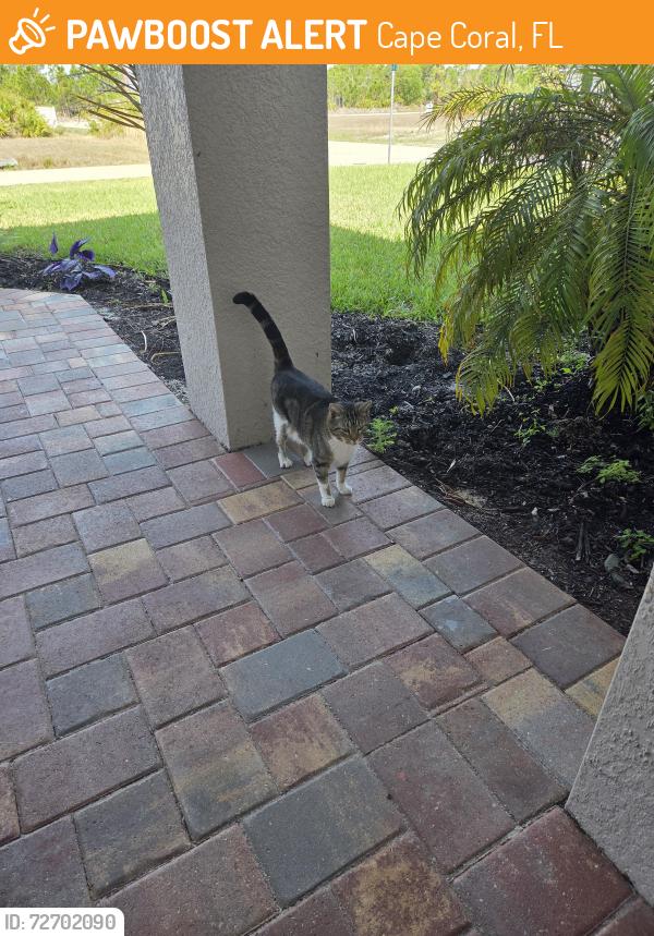 Found/Stray Unknown Cat last seen Ne 41 st ne 8th pl 33909, Cape Coral, FL 33909