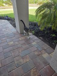 Found/Stray Unknown Cat last seen Ne 41 st ne 8th pl 33909, Cape Coral, FL 33909