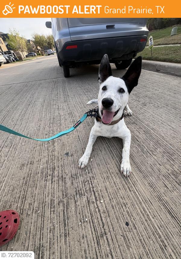 Found/Stray Male Dog last seen High hawk , Grand Prairie, TX 75052