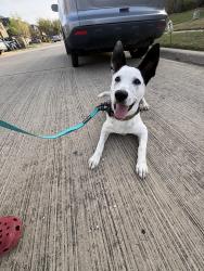 Found/Stray Male Dog last seen High hawk , Grand Prairie, TX 75052
