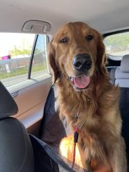 Found/Stray Male Dog last seen Pace Library, Pace, FL 32571
