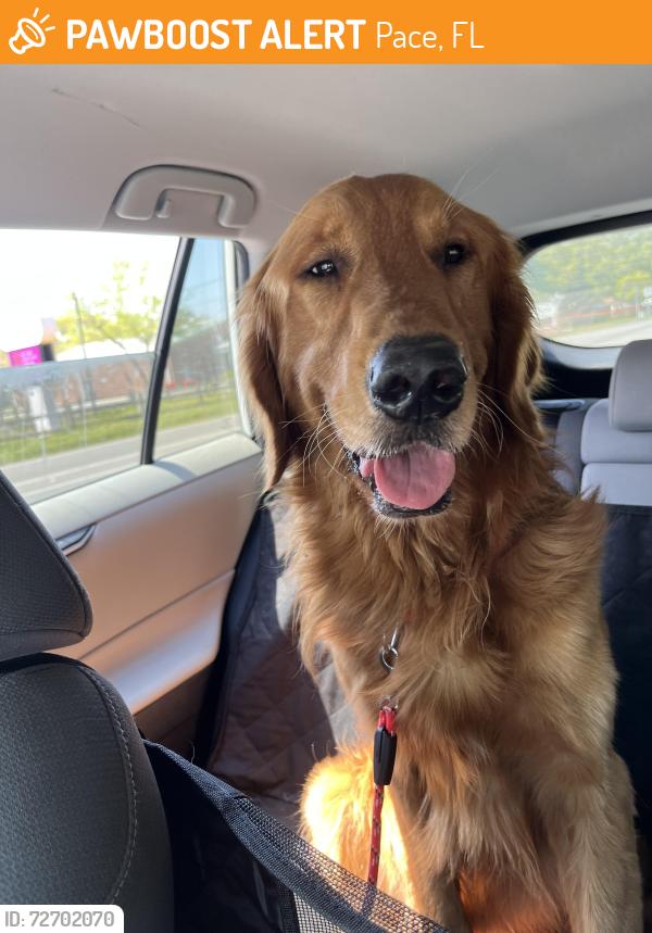 Found/Stray Male Dog last seen Pace Library, Pace, FL 32571