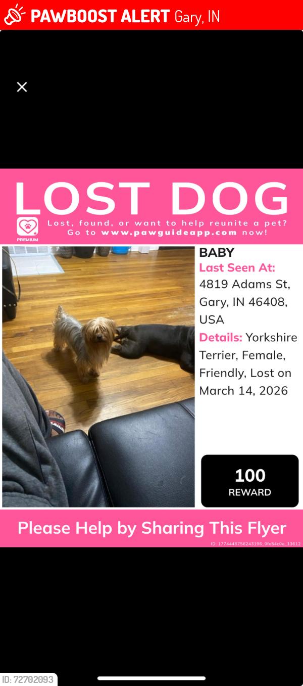 Lost Female Dog last seen N/a, Gary, IN 46408