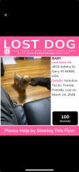 Lost Female Dog last seen N/a, Gary, IN 46408