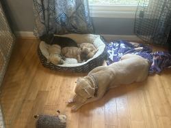 Found/Stray Female Dog last seen Just off moffet road, Naperville, IL 60540