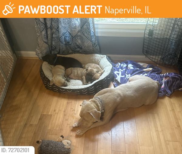 Found/Stray Female Dog last seen Just off moffet road, Naperville, IL 60540