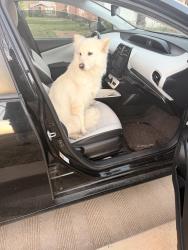 Found/Stray Female Dog last seen 33rd and Dewey , Oklahoma City, OK 73118