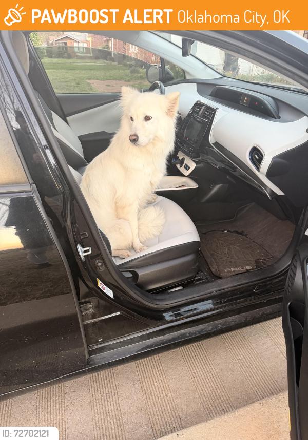 Found/Stray Female Dog last seen 33rd and Dewey , Oklahoma City, OK 73118