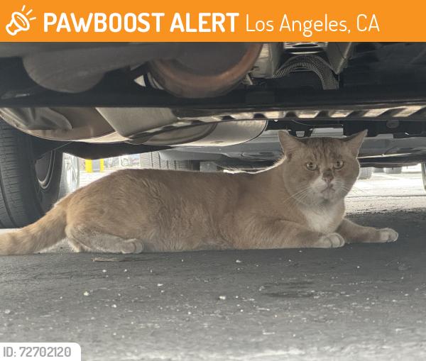 Found/Stray Unknown Cat last seen 98th Street and Avion Drive, Los Angeles, CA 90045