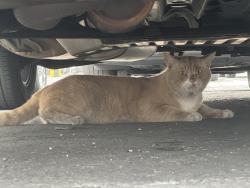 Found/Stray Unknown Cat last seen 98th Street and Avion Drive, Los Angeles, CA 90045
