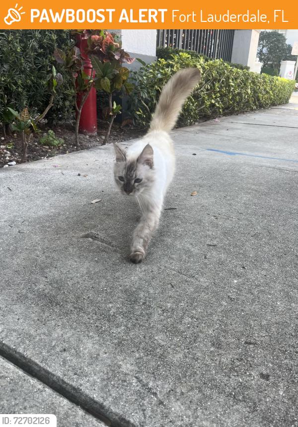 Found/Stray Unknown Cat last seen Near The pearl and Aviah apmts , Fort Lauderdale, FL 33301