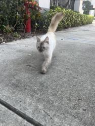Found/Stray Unknown Cat last seen Near The pearl and Aviah apmts , Fort Lauderdale, FL 33301