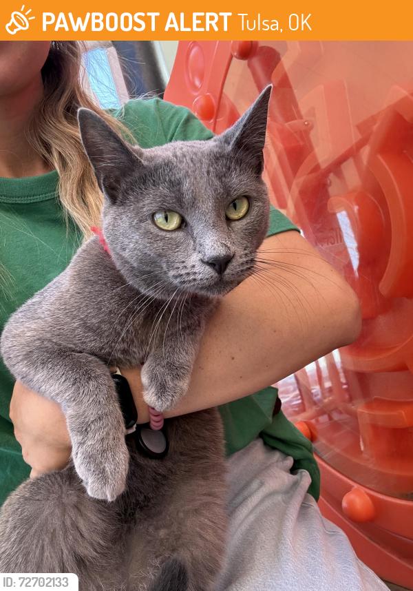 Found/Stray Unknown Cat last seen First Baptist downtown playground , Tulsa, OK 74120
