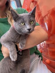Found/Stray Unknown Cat last seen First Baptist downtown playground , Tulsa, OK 74120