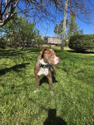 Found/Stray Male Dog last seen Scott street, Norfolk, VA 23502