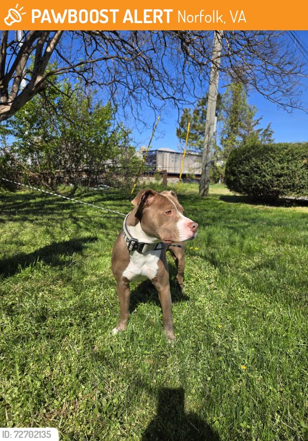 Found/Stray Male Dog last seen Scott street, Norfolk, VA 23502