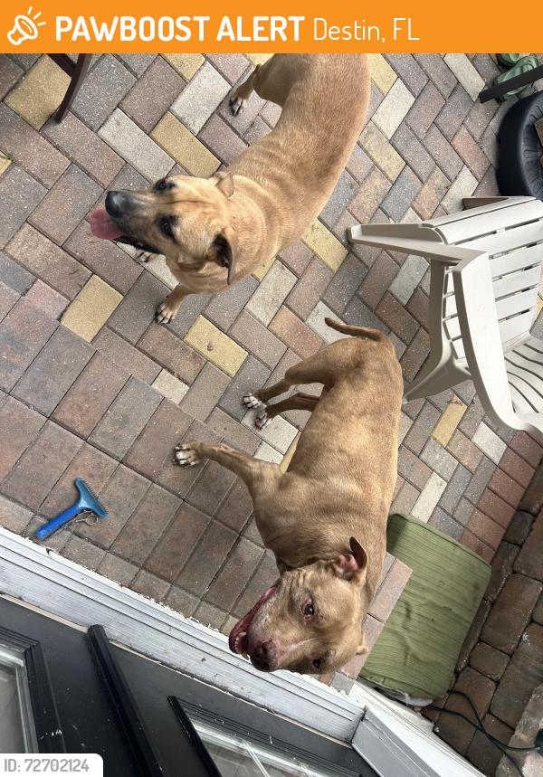 Found/Stray Female Dog last seen Benning Drive, Destin, FL 32541