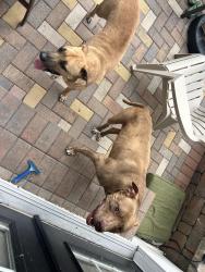 Found/Stray Female Dog last seen Benning Drive, Destin, FL 32541