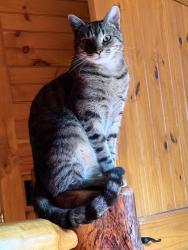 Lost Male Cat last seen Near Silver Mill Road, Marshall, NC 28753