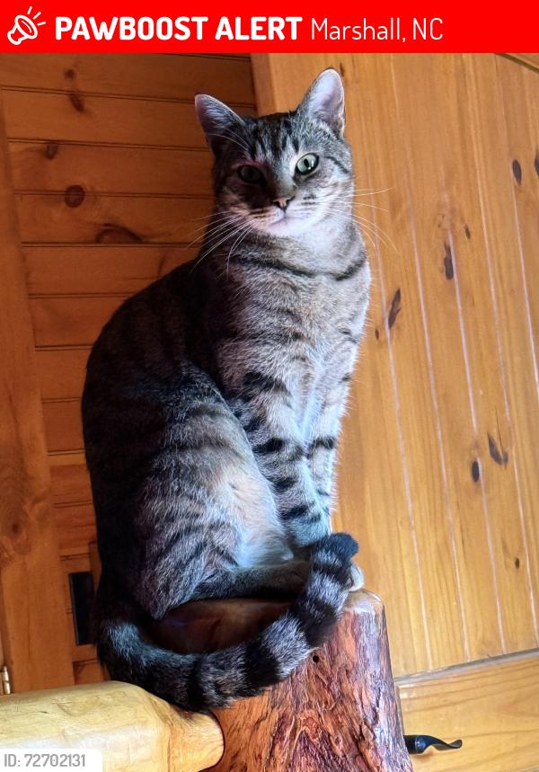 Lost Male Cat last seen Near Silver Mill Road, Marshall, NC 28753