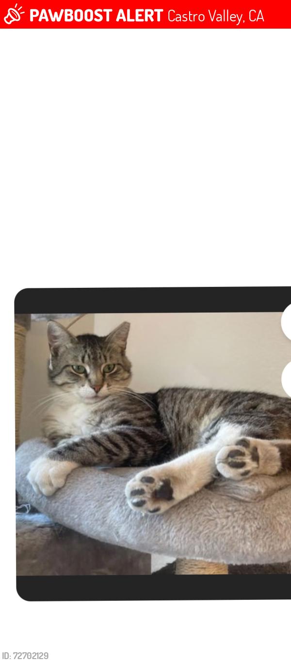 Lost Male Cat last seen Farley near Ada st, Castro Valley, CA 94546