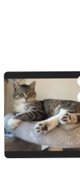 Lost Male Cat last seen Farley near Ada st, Castro Valley, CA 94546