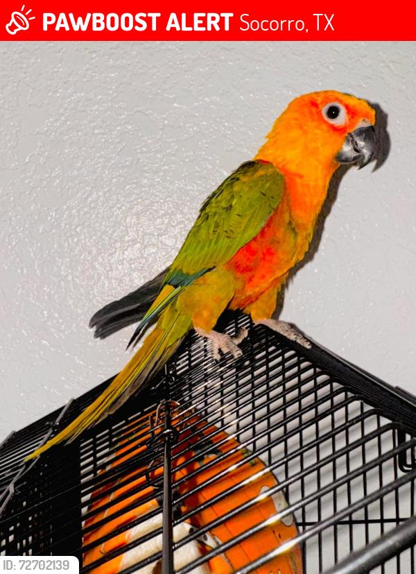 Lost Male Bird last seen Huereque street, Socorro, TX 79927