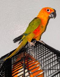Lost Male Bird last seen Huereque street, Socorro, TX 79927