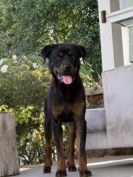 Found/Stray Female Dog last seen Normandie and Raymond, Los Angeles, CA 90037