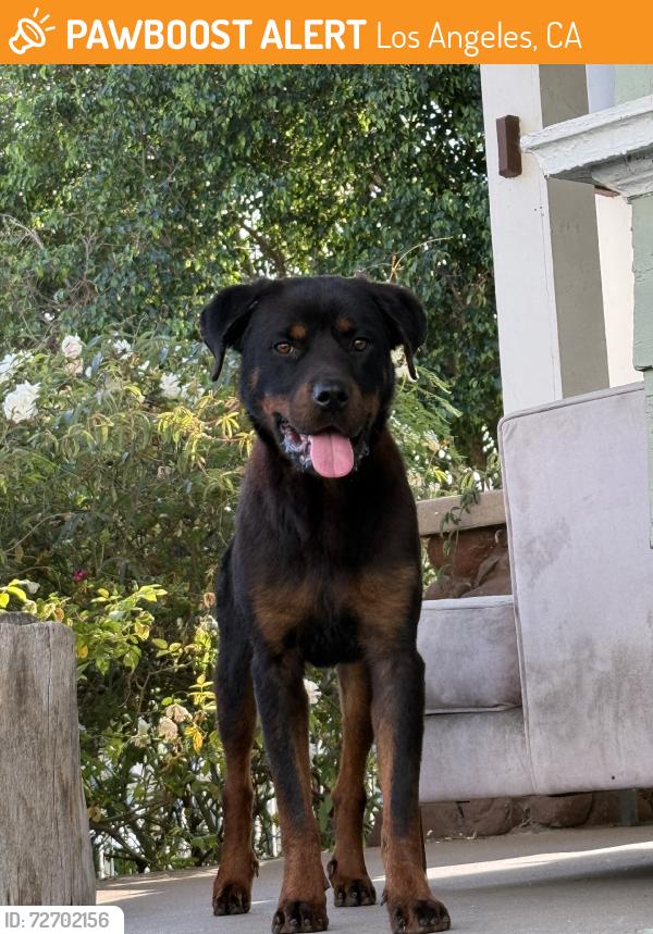 Found/Stray Female Dog last seen Normandie and Raymond, Los Angeles, CA 90037