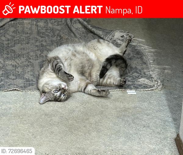 Lost Female Cat last seen E Havenwood Ave and Newberry Nampa ID, Nampa, ID 83651