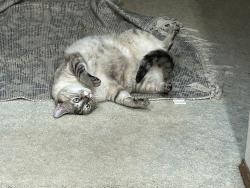 Lost Female Cat last seen E Havenwood Ave and Newberry Nampa ID, Nampa, ID 83651