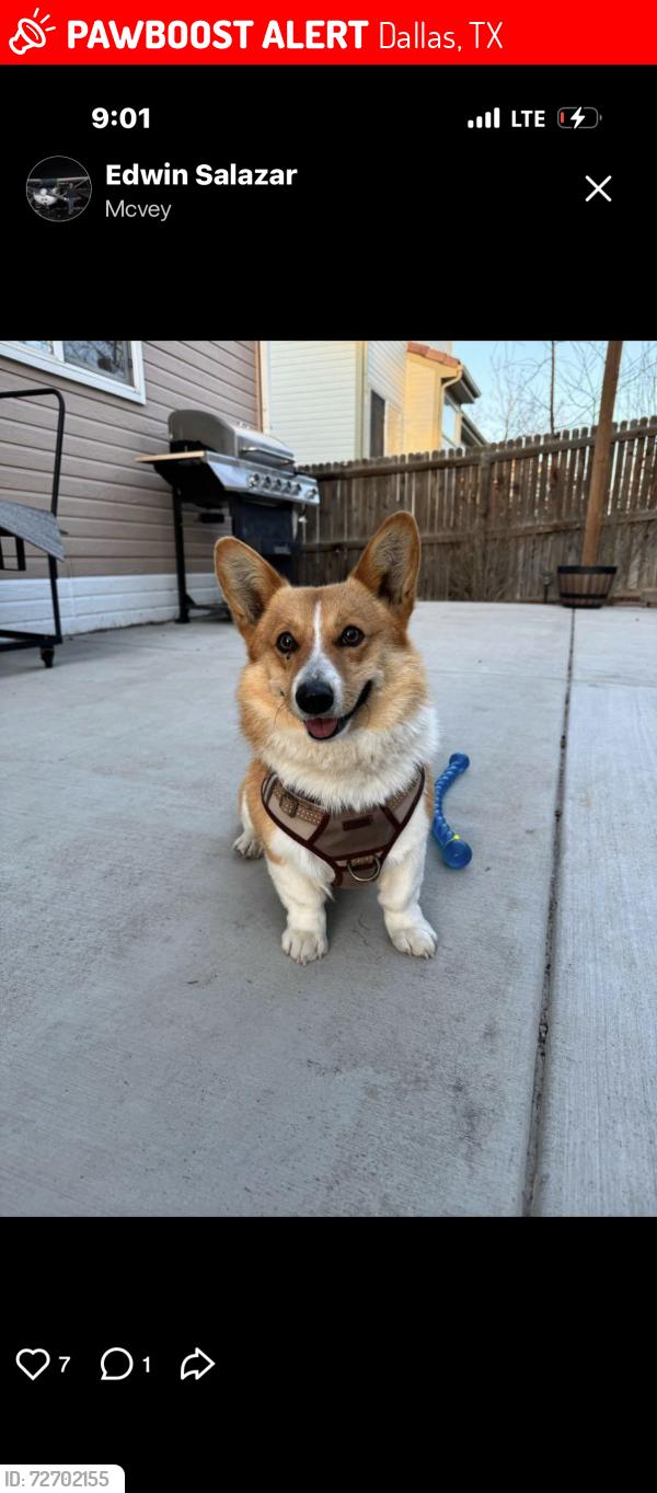 Lost Male Dog last seen Frio Drive , Dallas, TX 75216