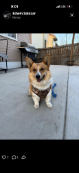 Lost Male Dog last seen Frio Drive , Dallas, TX 75216