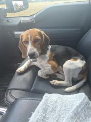 Lost Male Dog last seen Fm 521 and FM457, Cedar Lane, TX 77414