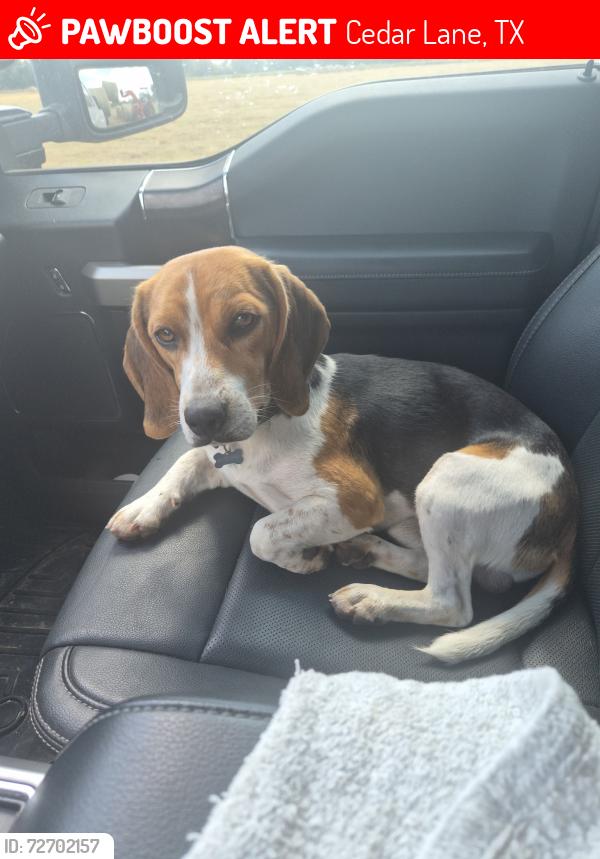 Lost Male Dog last seen Fm 521 and FM457, Cedar Lane, TX 77414