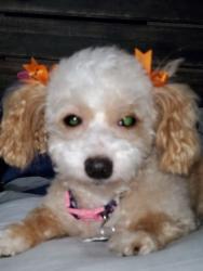 Lost Female Dog last seen 66th Street, St. Petersburg, FL 33709