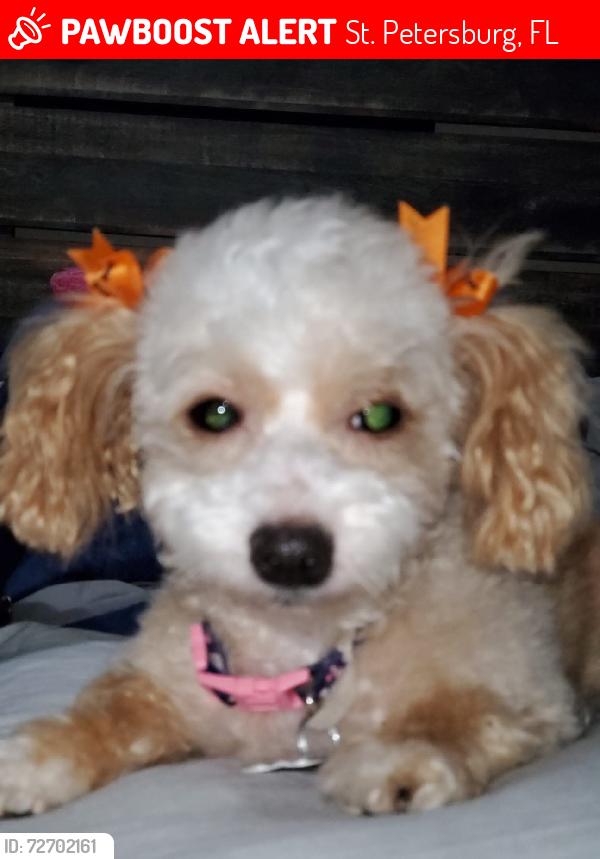 Lost Female Dog last seen 66th Street, St. Petersburg, FL 33709