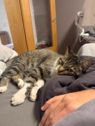 Lost Male Cat last seen Woodland glen, Laura Dr., Acorn Glen, Escondido, CA 92027