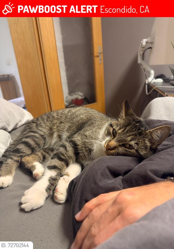 Lost Male Cat last seen Woodland glen, Laura Dr., Acorn Glen, Escondido, CA 92027