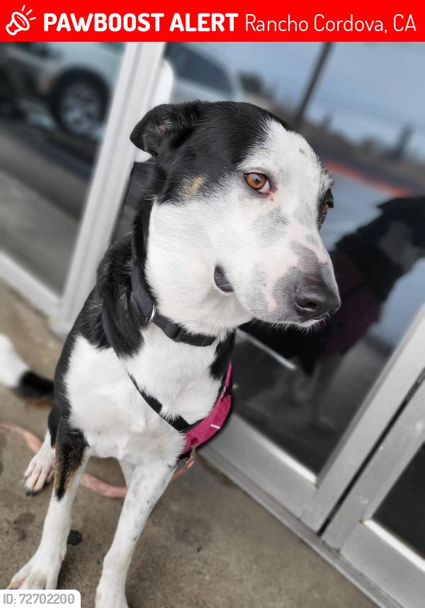 Lost Female Dog last seen Near Olson Dr Suite # 115, Rancho Cordova, CA Olson Dr Suite # 115, Rancho Cordova, CA 95670, Rancho Cordova, CA 95670