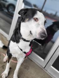 Lost Female Dog last seen Near Olson Dr Suite # 115, Rancho Cordova, CA Olson Dr Suite # 115, Rancho Cordova, CA 95670, Rancho Cordova, CA 95670
