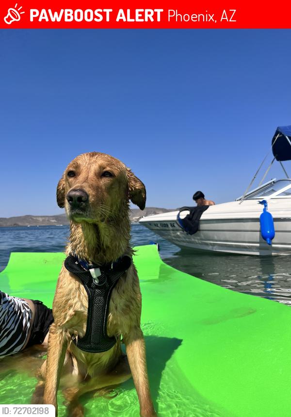 Lost Male Dog last seen Near N 35th Dr, Phoenix, AZ 85019