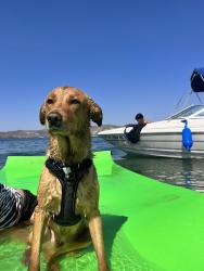 Lost Male Dog last seen Near N 35th Dr, Phoenix, AZ 85019