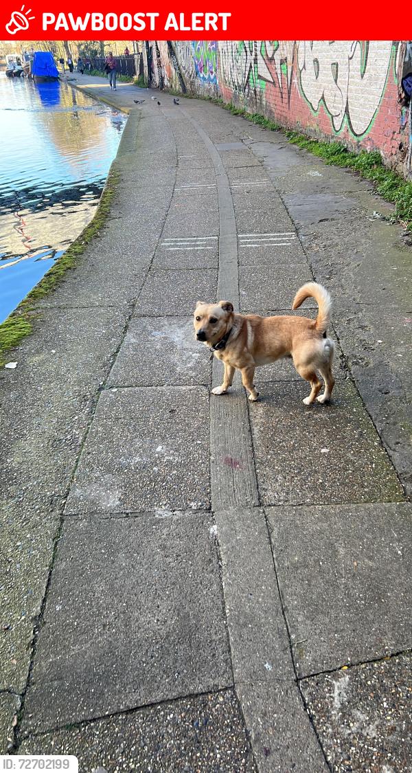 Lost Male Dog last seen West Hampstead , Greater London, England 