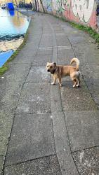 Lost Male Dog last seen West Hampstead , Greater London, England 
